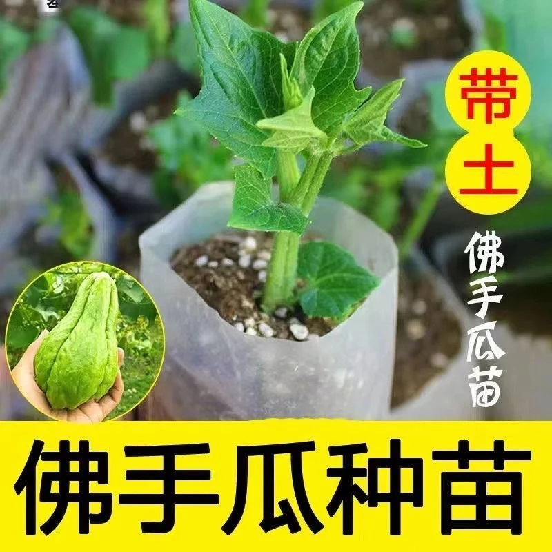 佛手瓜种苗蔬菜苗秧苗庭院盆栽四季攀爬好养瓜苗幼苗