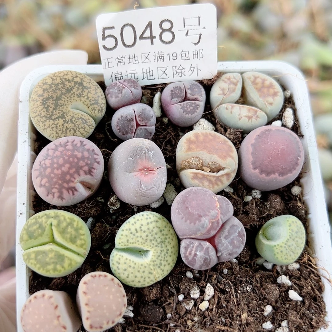 5048小怪小奔16个1-2cm带盆发