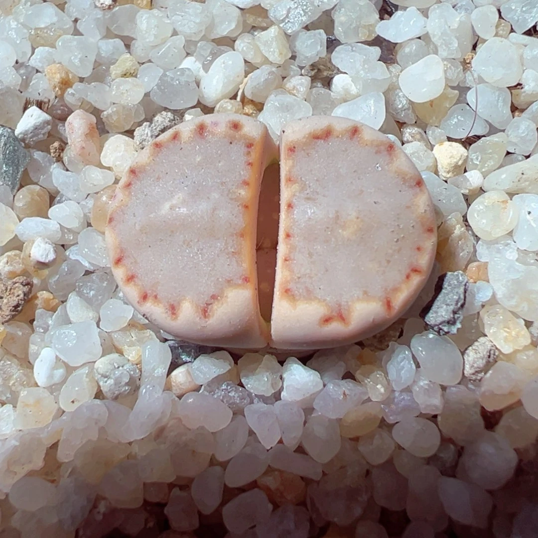 1230-490多肉多肉162a