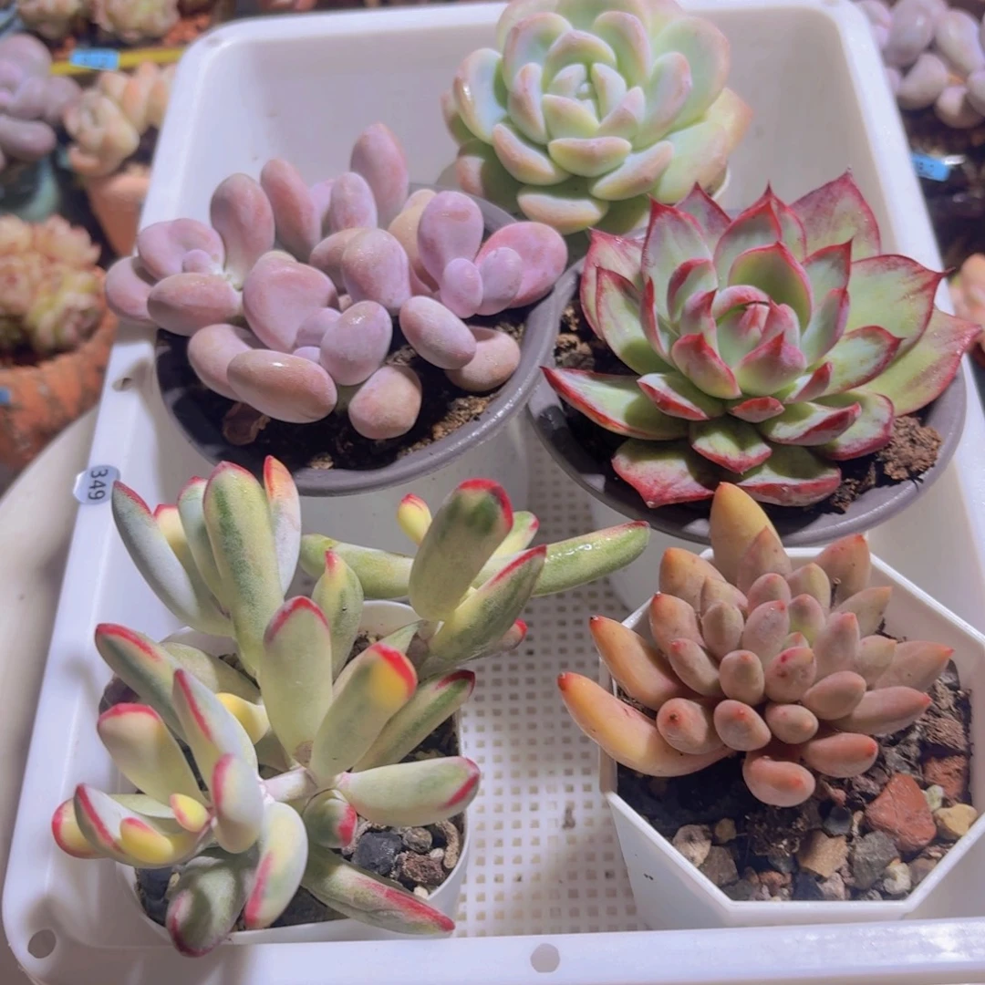 框拍一物一拍编号349