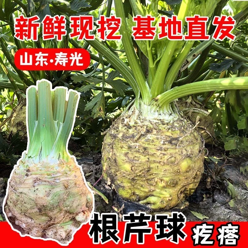 四季地中海根芹苗秧苗耐寒大疙瘩芹菜苗种子水培芹菜冬季盆栽带土