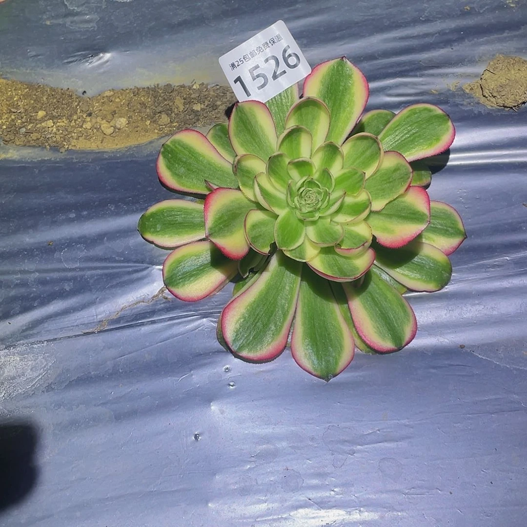 1526荔枝多肉植物