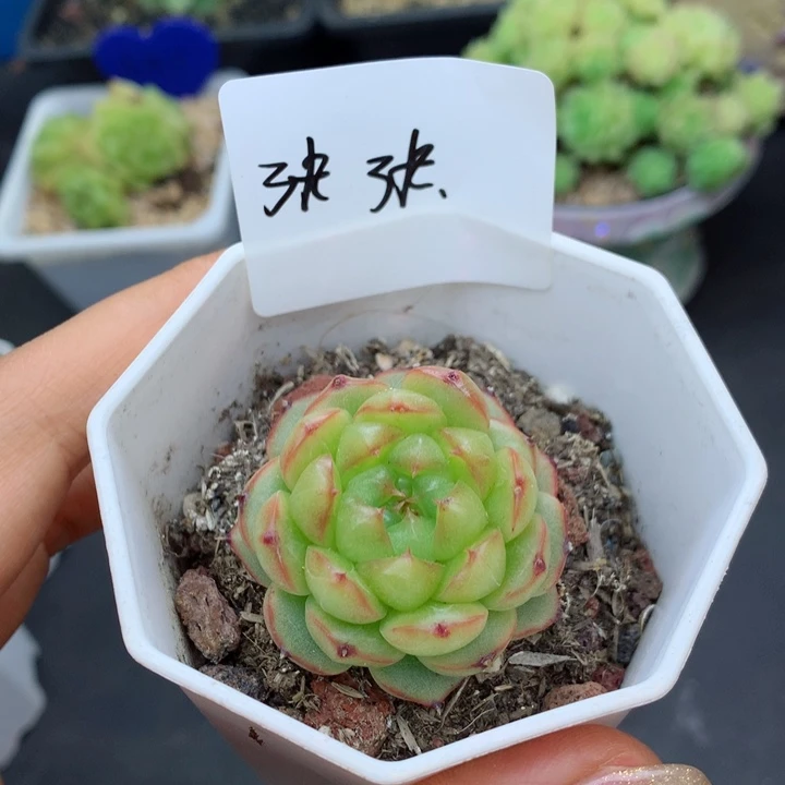 張****╭58包邮  群生不包整张张