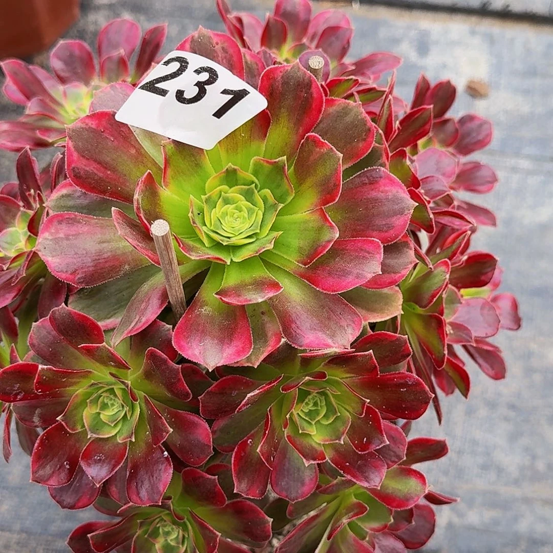 帅****231安娜法师锦开播福利价