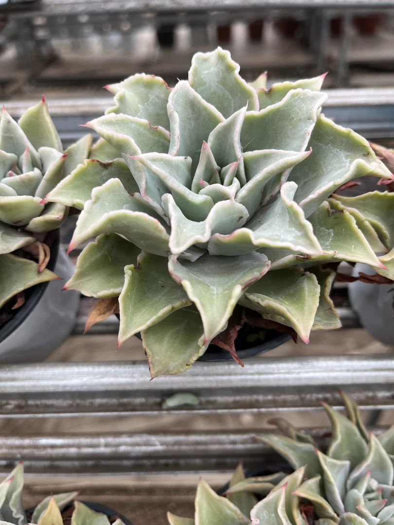 43饺子皮多肉 【好养多肉】 【10cm左右冠幅脱土发货】