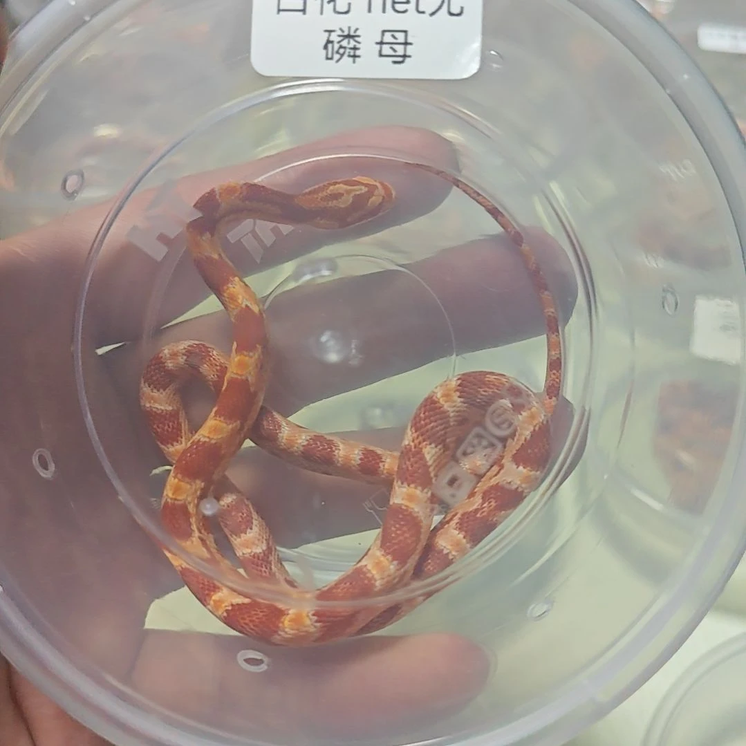 豹纹守宫白化隐无磷 母