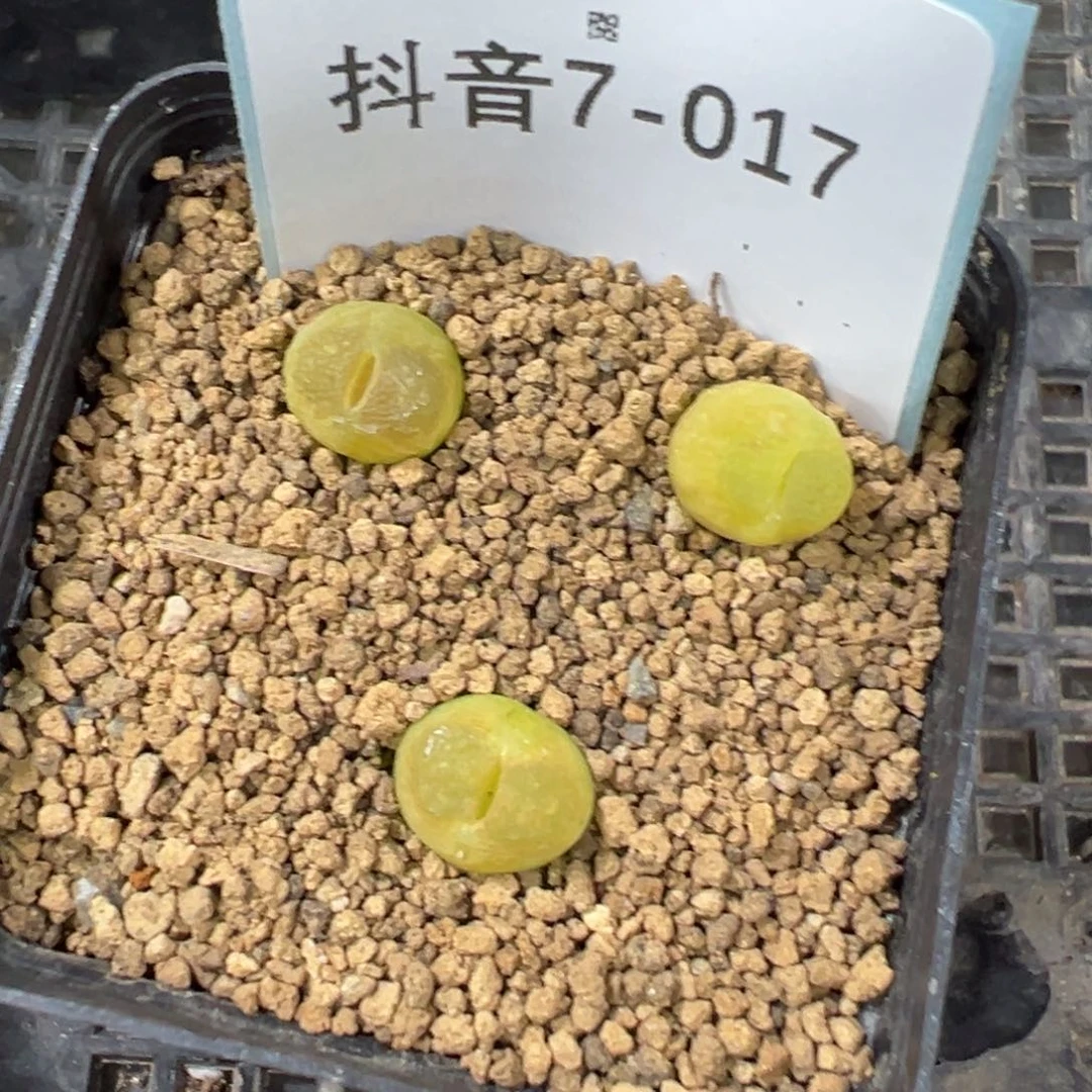 7-17雪茄母本一颗