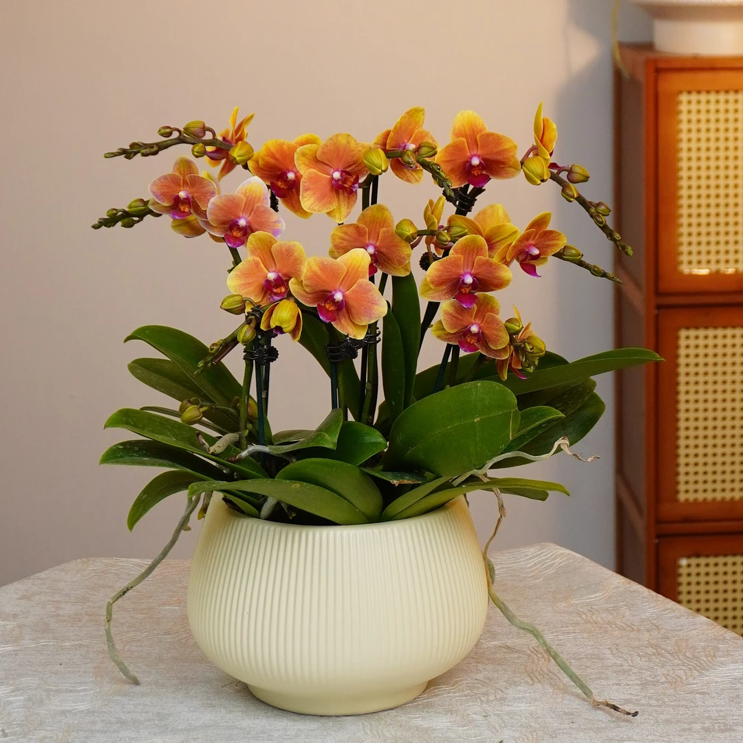 【亲爱的】蝴蝶兰 四季好养 精美花卉