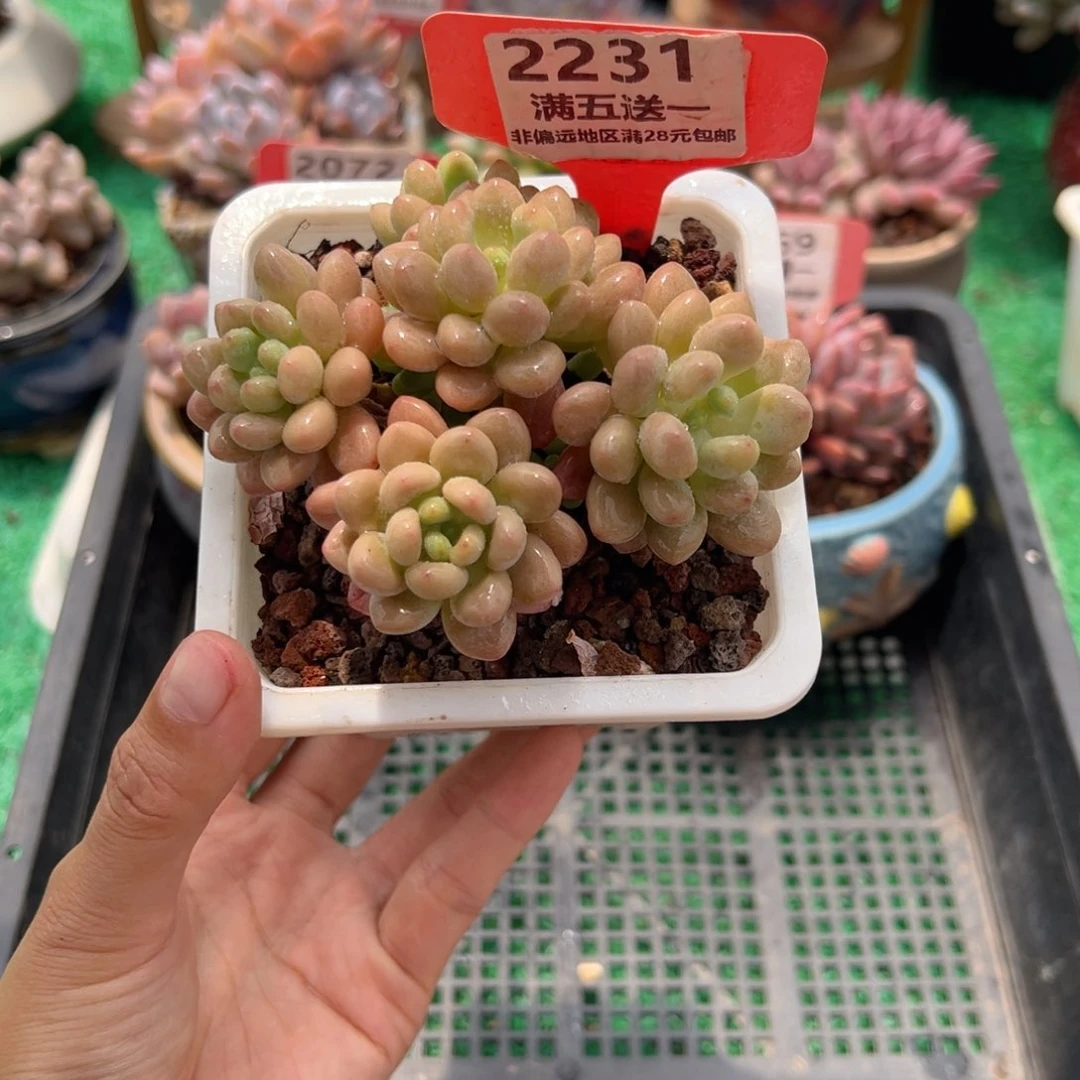 表妹精品多肉2231.