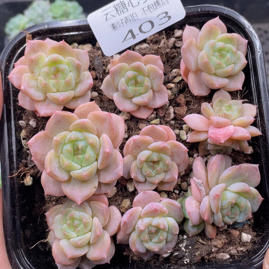 云糖心多肉植物403