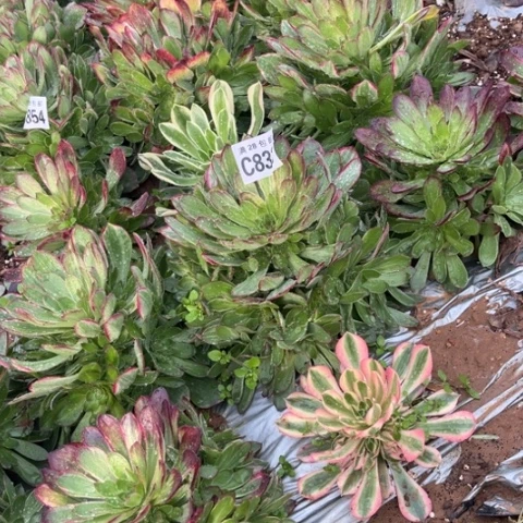 833万彩灯不包断枝