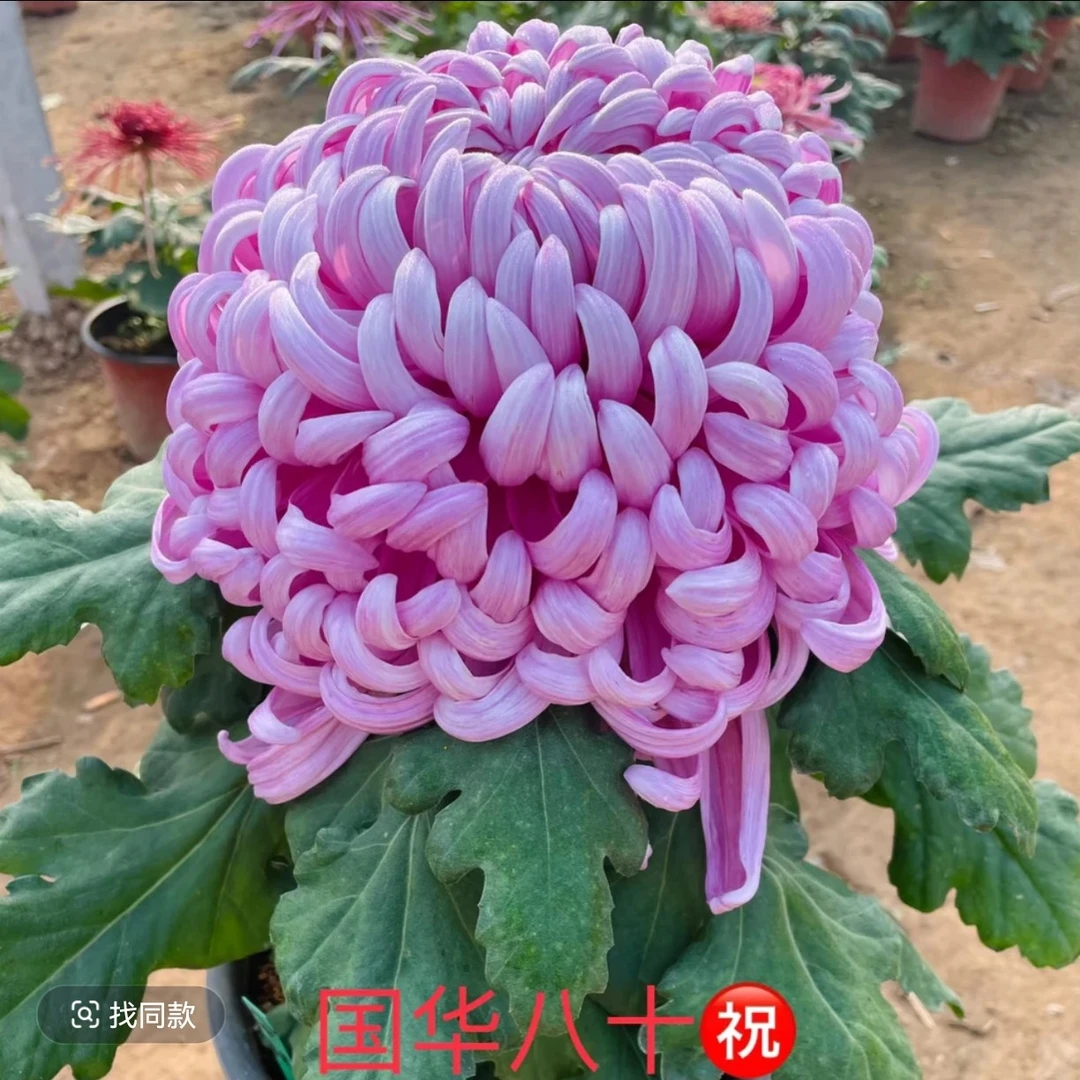 独头国华八十祝菊花带盆阳台庭院地栽