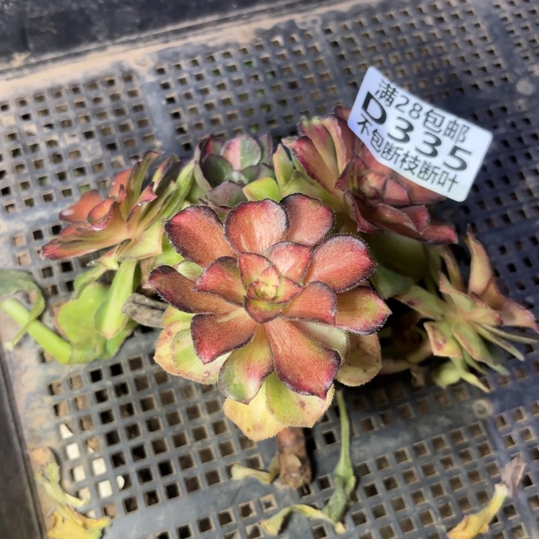 段***）海王七彩多肉植物19-335