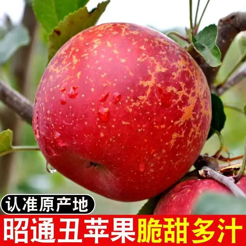 【昭通苹果】高品质冰糖心苹果 现摘现发  5斤/10斤