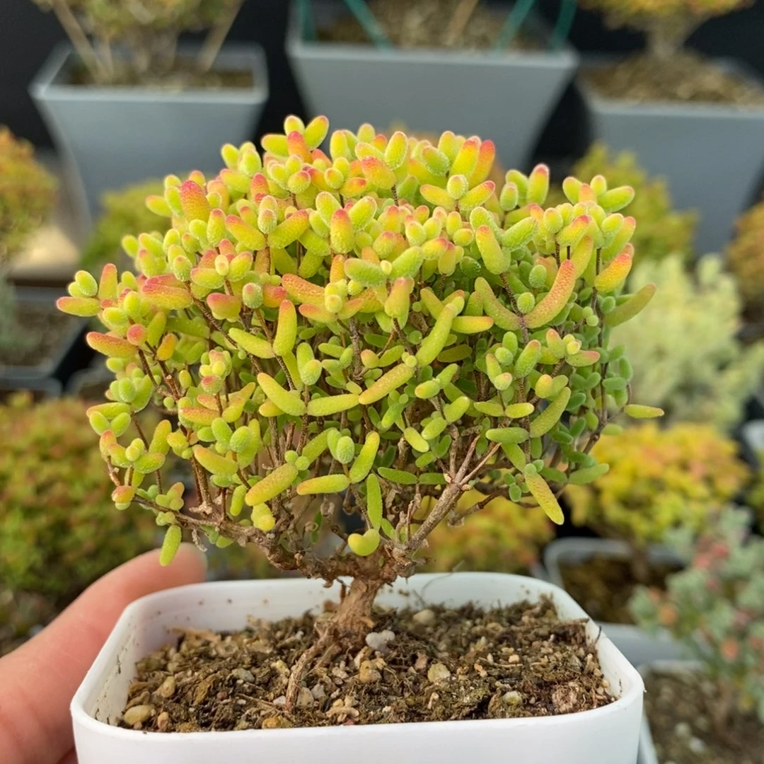 1037蜜橘糖球 。