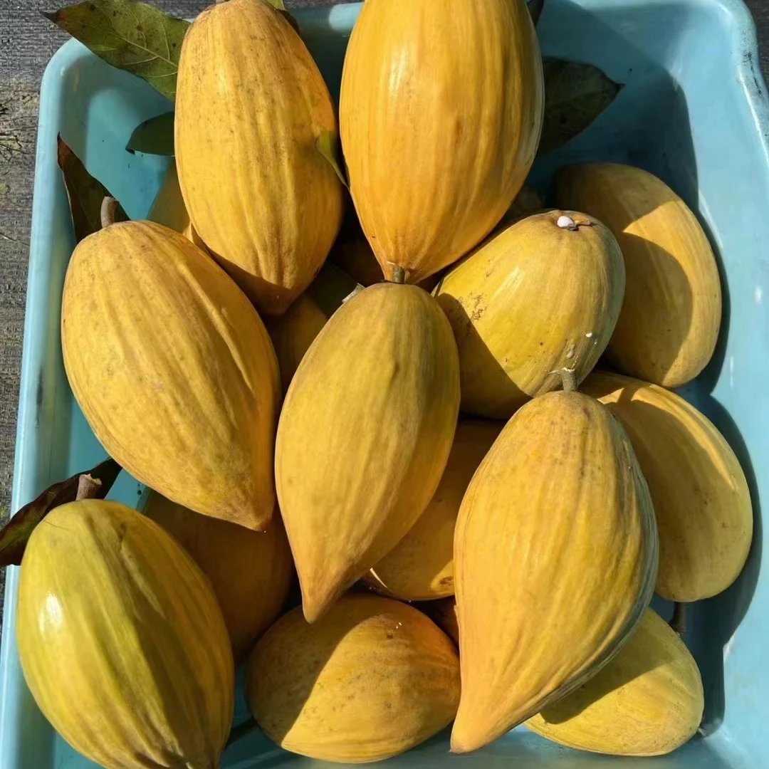 耀堂仙桃果树苗 粉糯香甜 四季结果品种