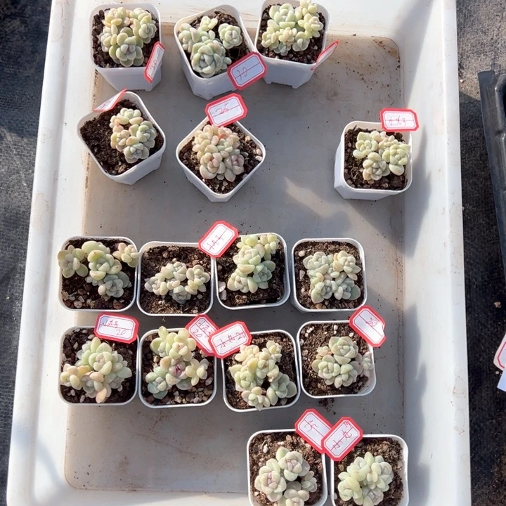 小丸紫一物一拍专拍