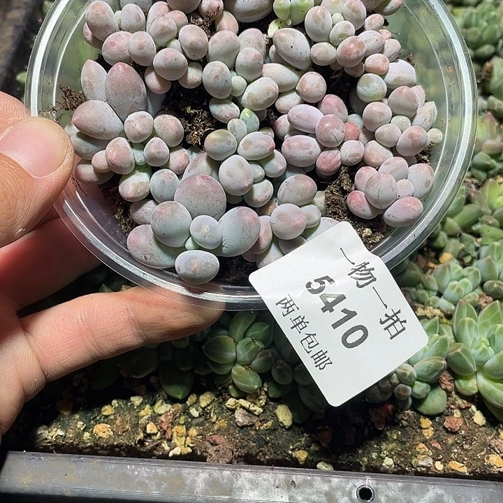 三***姐5410多肉植物一物一拍