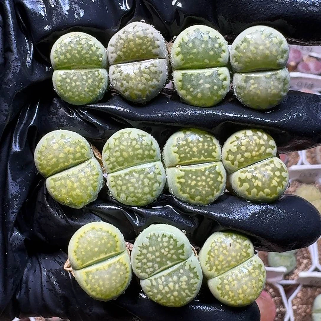 生石花111111。  191