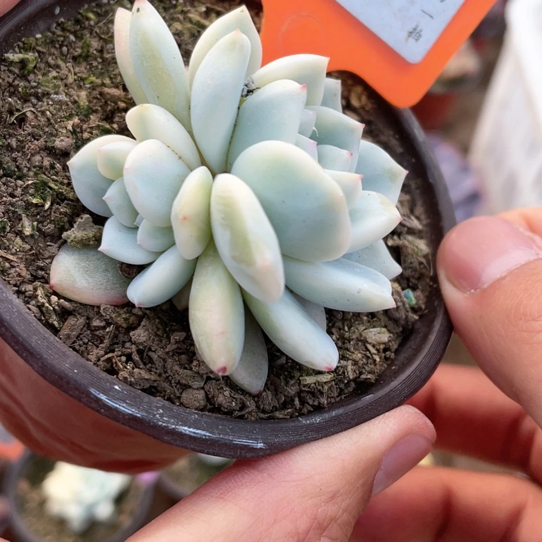 【闪购商品】47号的