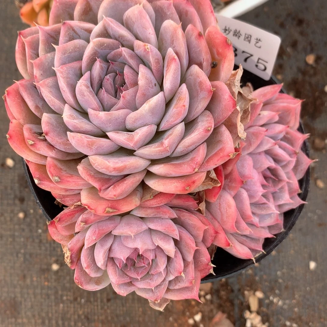 咖***辣3375杂交多肉植物基地