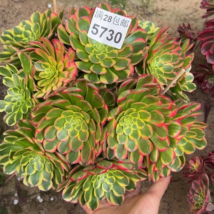 5730南朝霞多肉植物