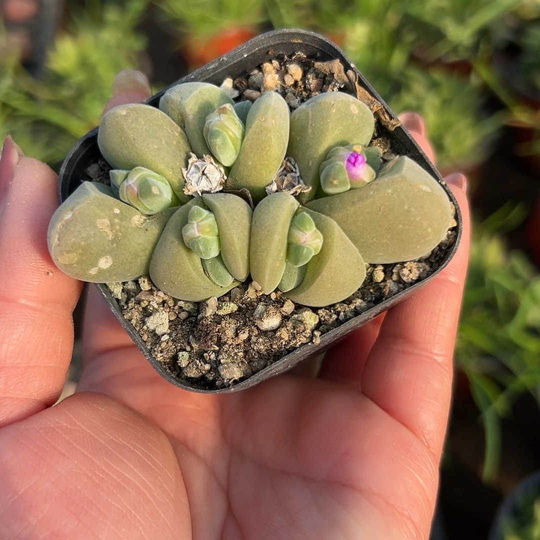 多肉植物无比玉开花