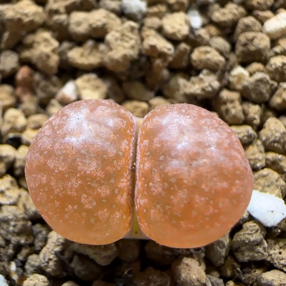 11.12。超级蛋糕 5003