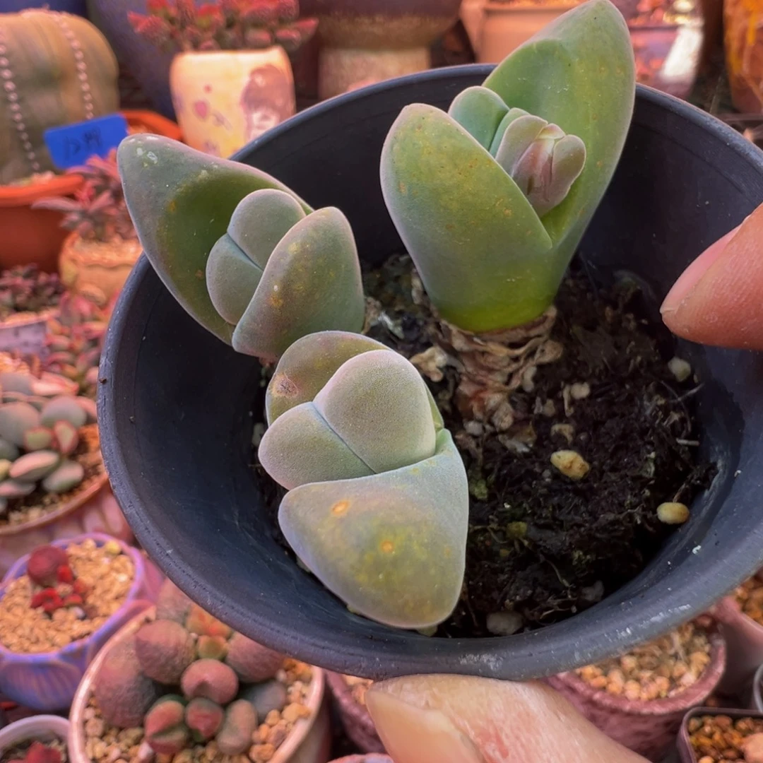 好吧好嘛好吧我的宝我