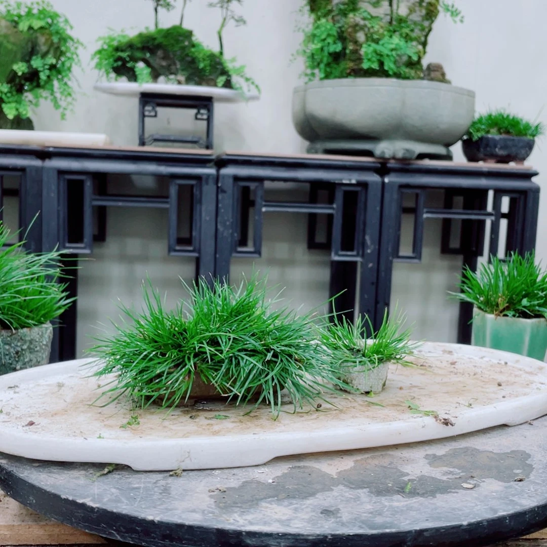 无铅玻璃唐*铁线蕨的一个分支叫做