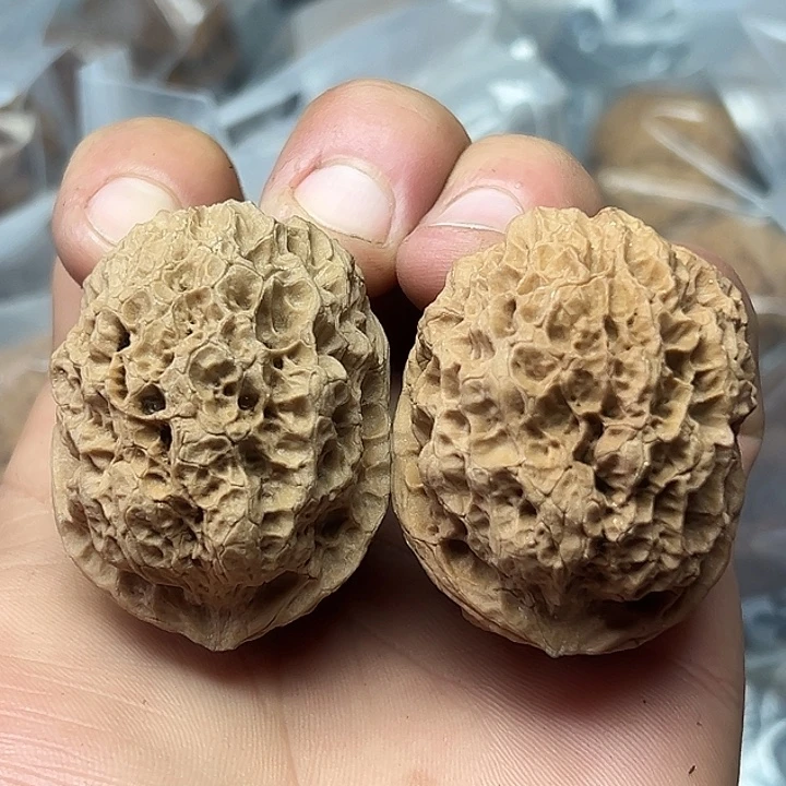 核桃26号星陨蟾42尺