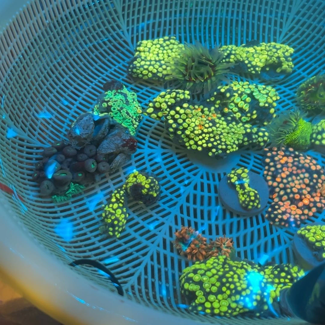 调***兔纽扣珊瑚红奶嘴11111