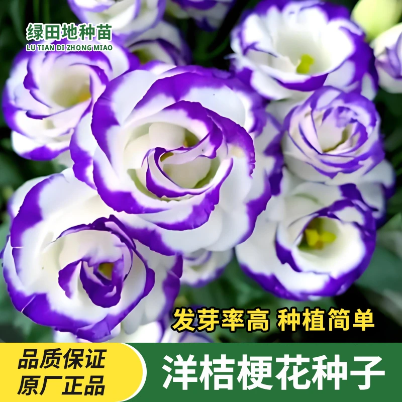 洋桔梗花种子太阳花重瓣四季播种籽开花易活花卉种孑室内鲜花种子