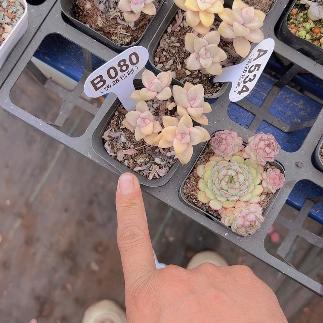 请****丽B080美杏锦一物一拍