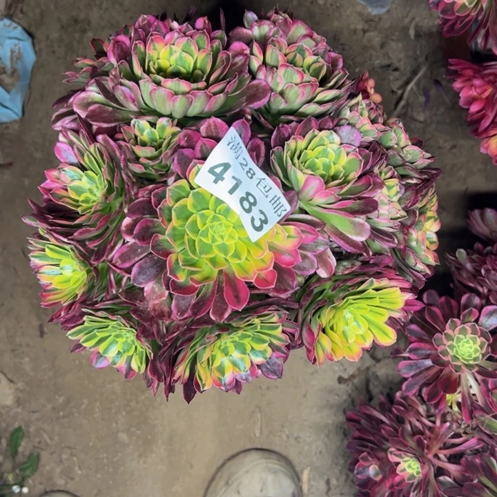 4183南朝霞多肉植物