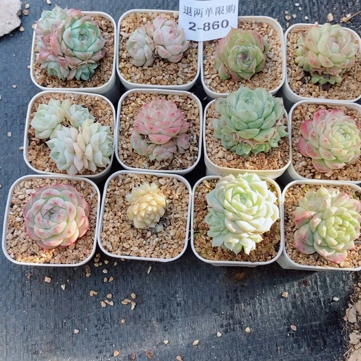 小****子2-860多肉多肉多肉多肉多肉多肉