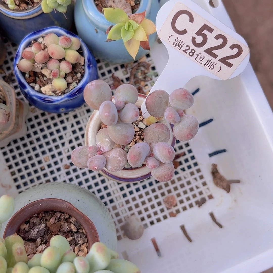 C522彩虹奶杂交一物一拍