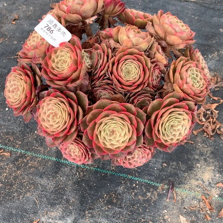 风**雅786粉花妖多肉植物特价不售后