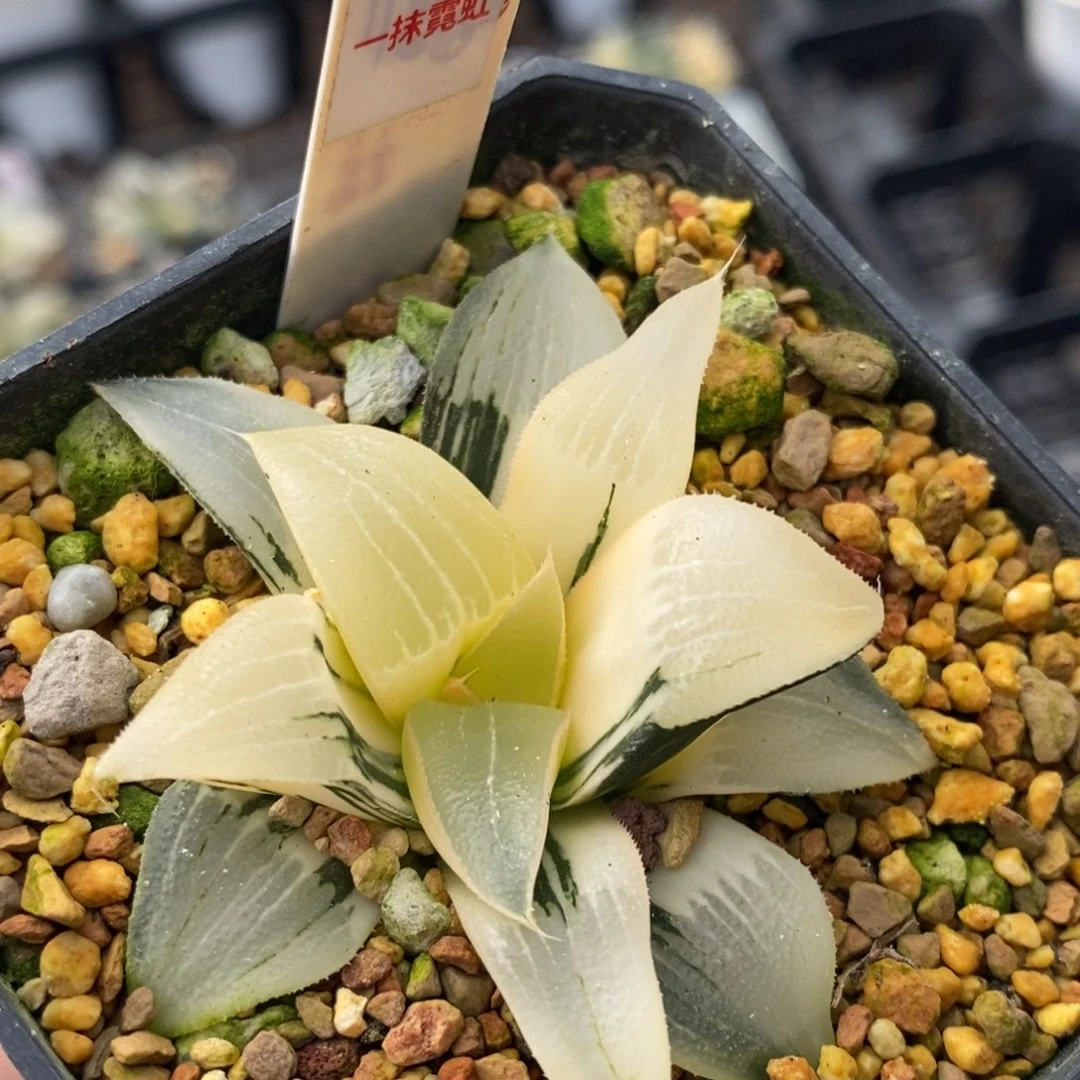 105号裹克实生多肉