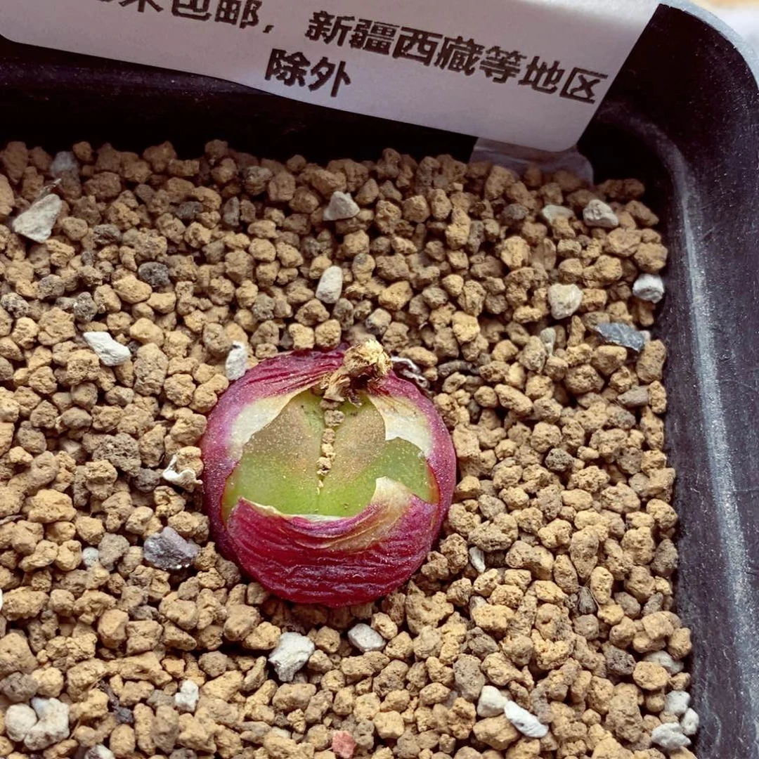 我的小姐姐们都是我的551