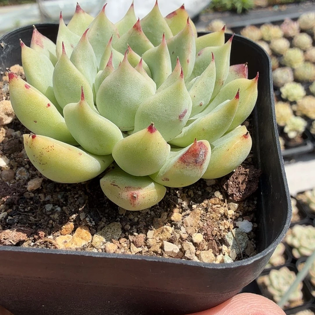 六公分杂交满20包邮