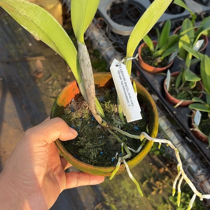 完全开放卡特兰一颗