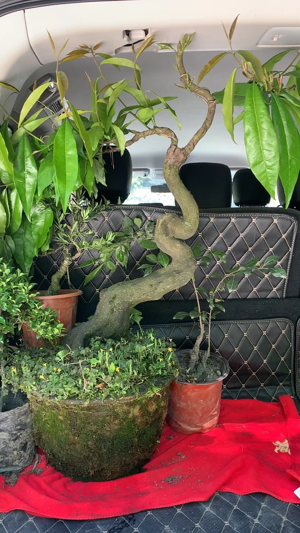 金弹子人工桩挂果盆景室内观赏绿植