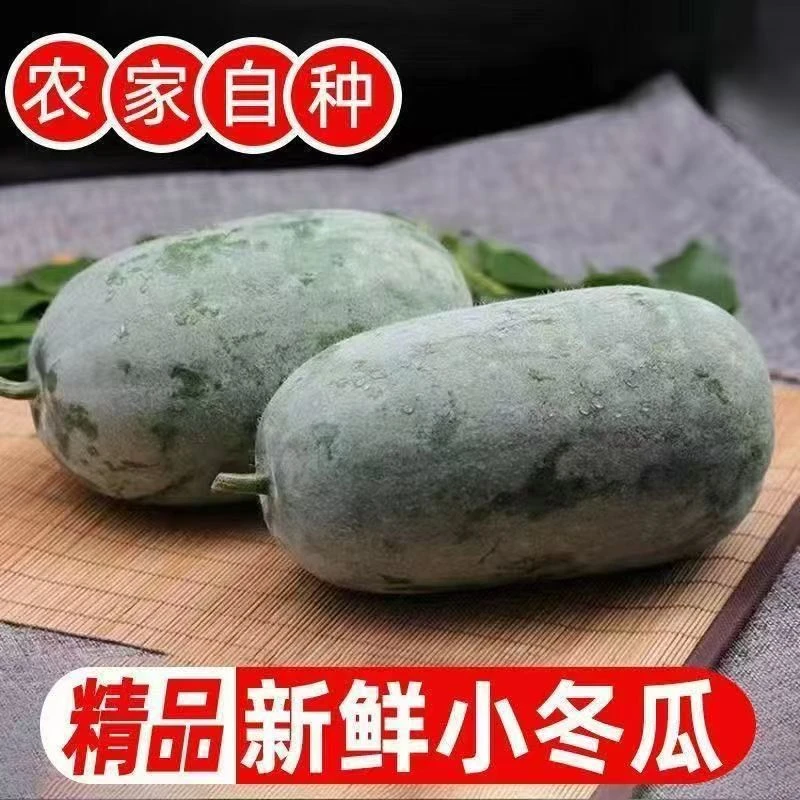 河南新鲜冬瓜水果冬瓜鲜嫩多汁现摘应季果蔬农家种植3斤/5斤