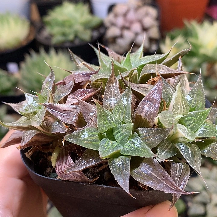 小白鲨锦带盆土lll