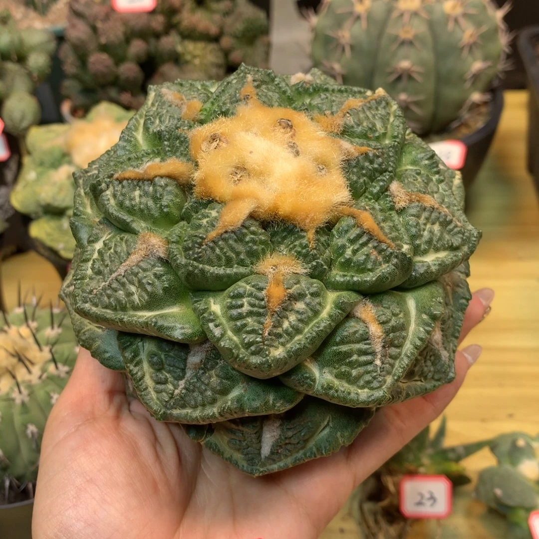 33号 苗接 志贺龟甲岩牡丹整体12公分 无根