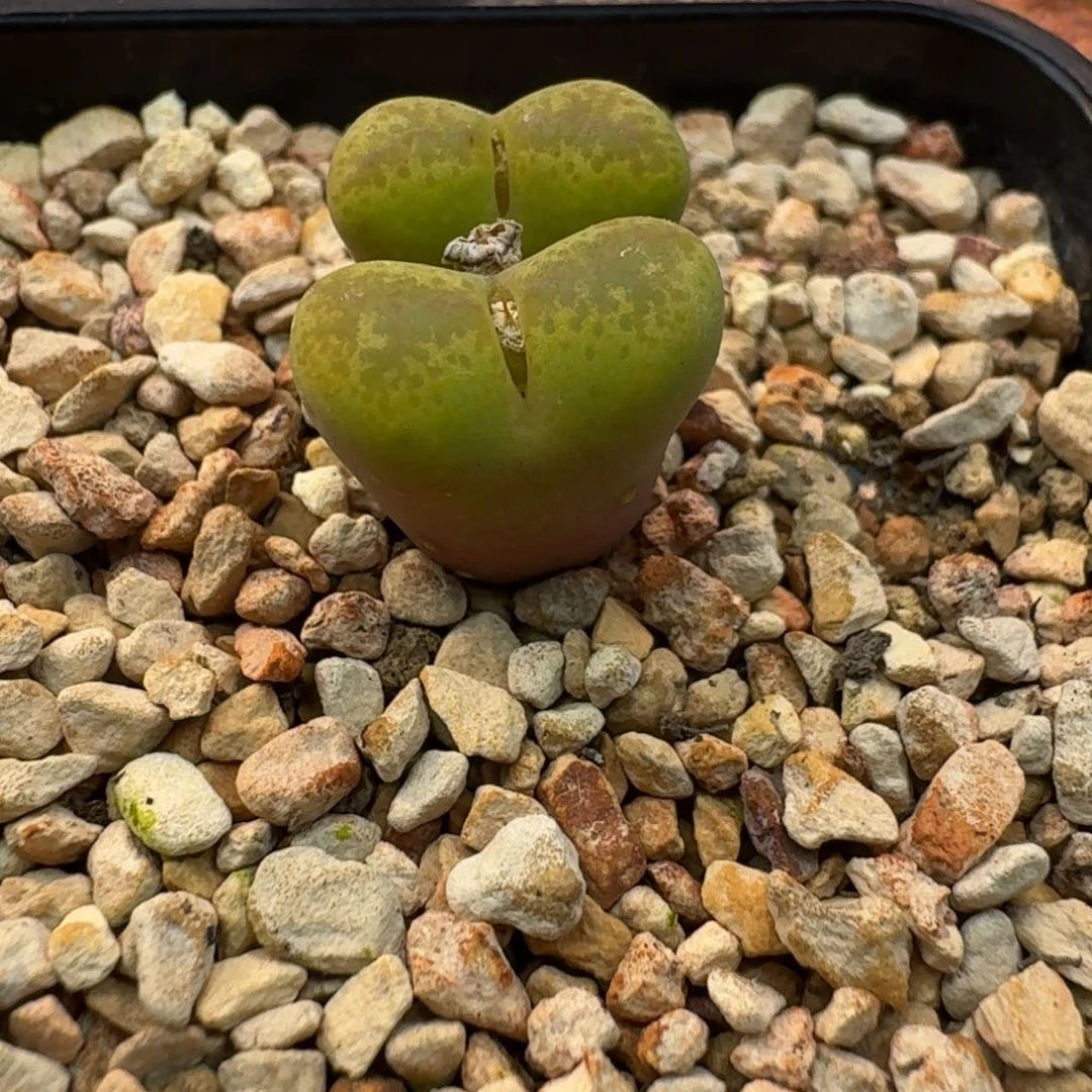 云缦精品番杏27.12 风铃SP