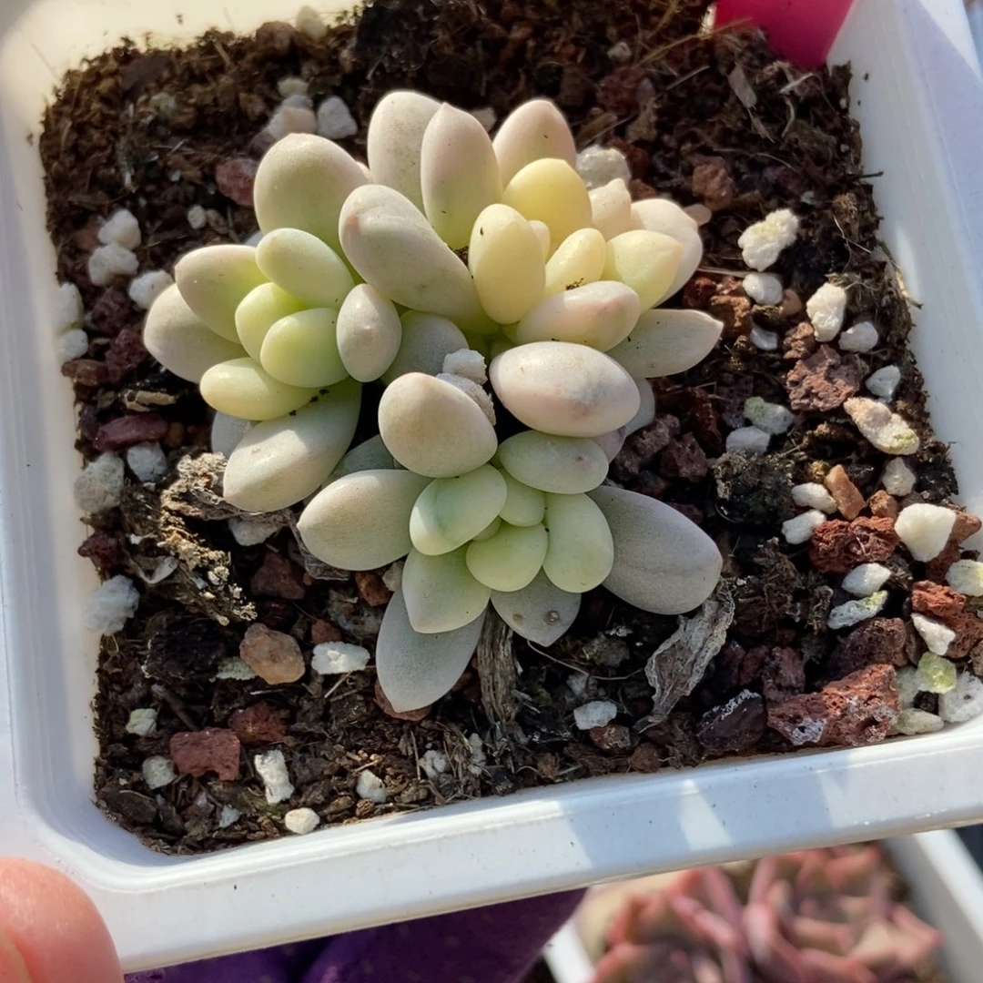 7洛神锦多肉植物多肉