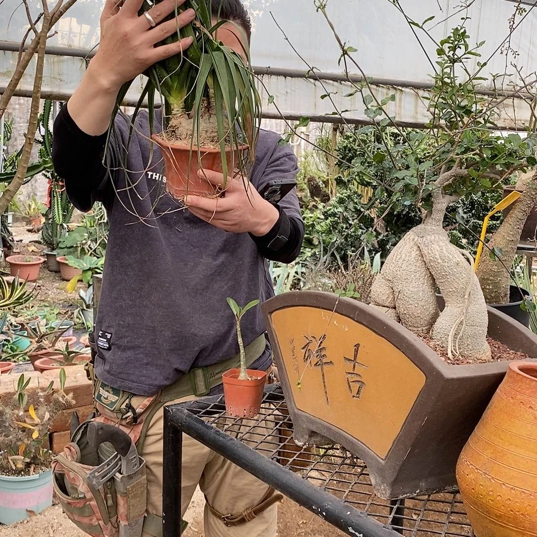 酒瓶兰随机发货1棵