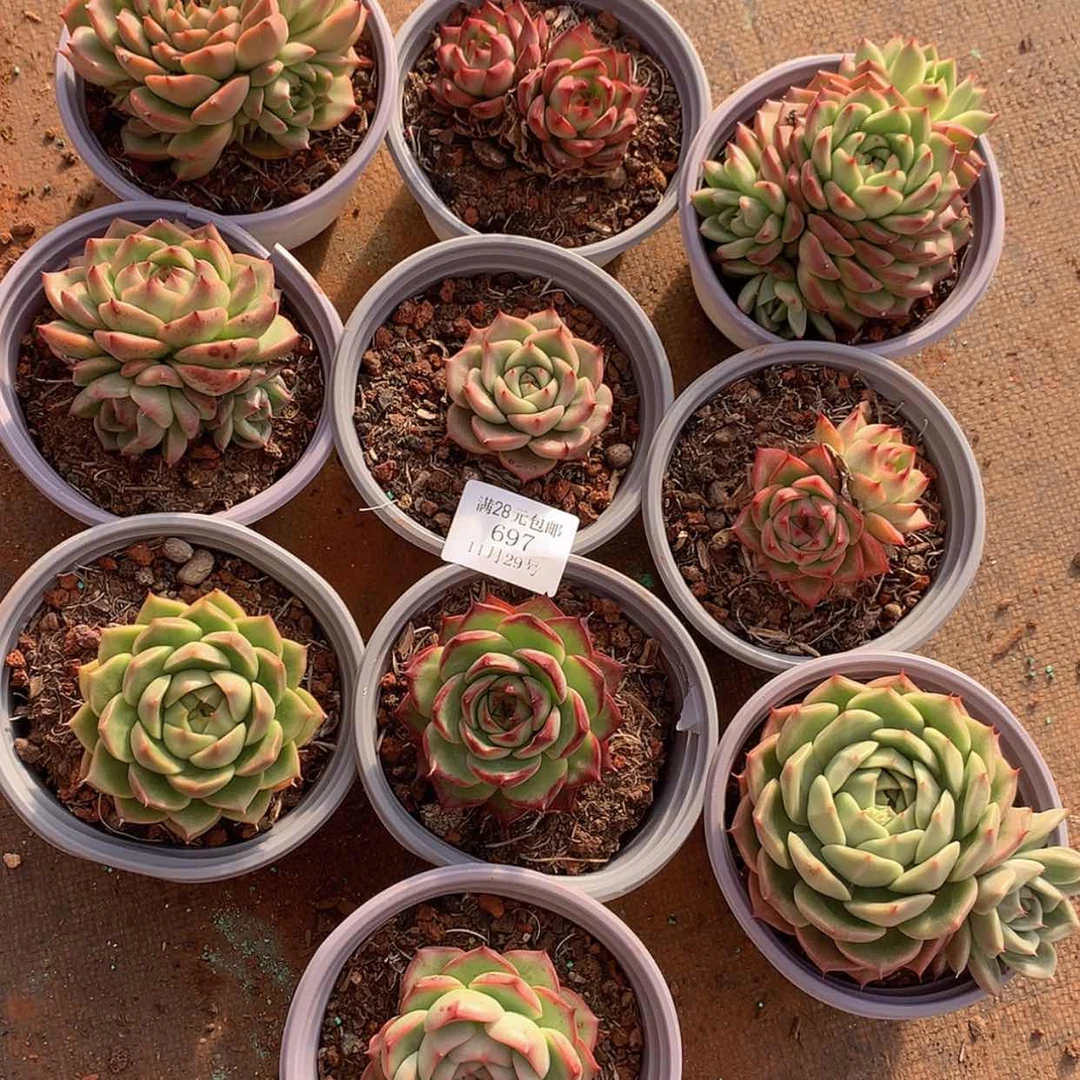 【闪购商品】云697号十颗